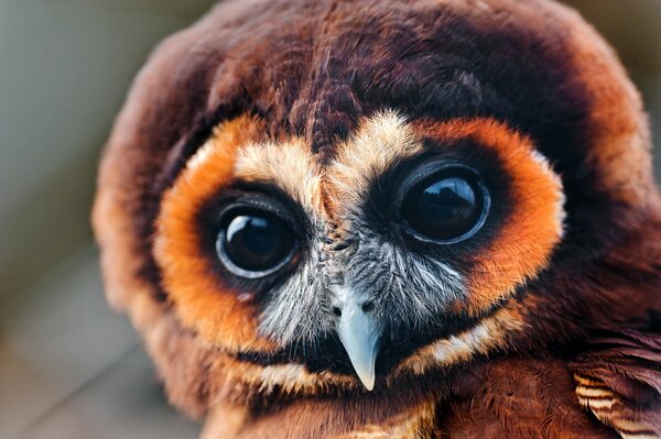 Pequeño búho con ojos grandes