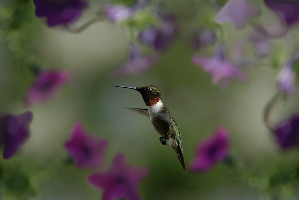 Colibrí en vuelo entre las flores