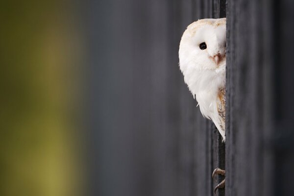 Sad eyes of a cute owl