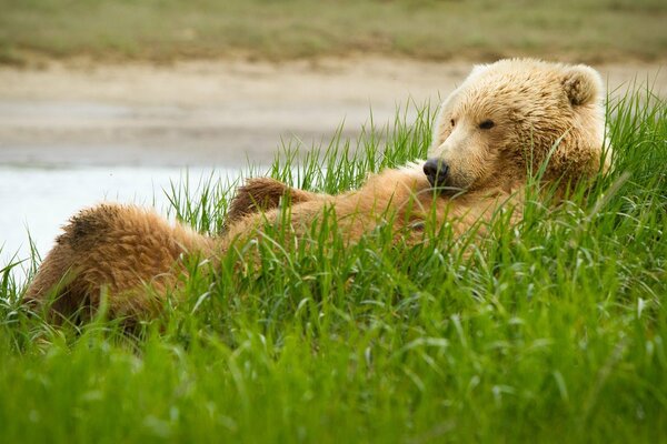 Grizzlybär, der auf dem Gras liegt