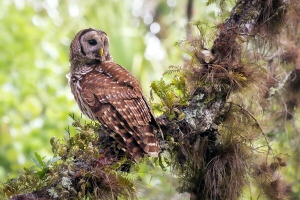 An owl looks into the distance on a branch