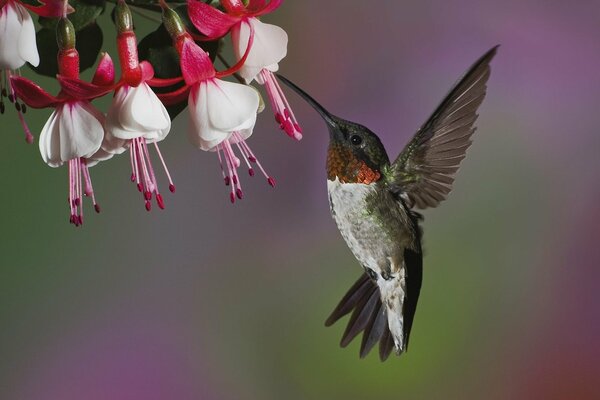 Colibri se nourrissant de nectar