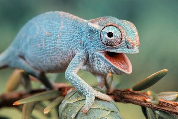 A green chameleon sits on a polar branch