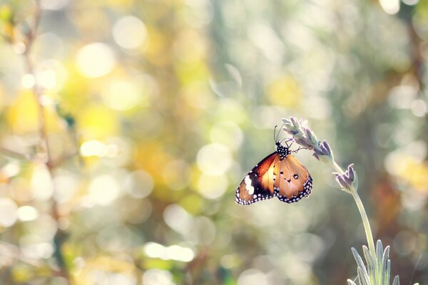 Macro shooting of a butterfly on lavender