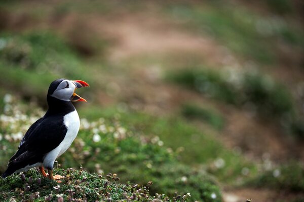 Atlantic puffin with an open beak on a blurry background