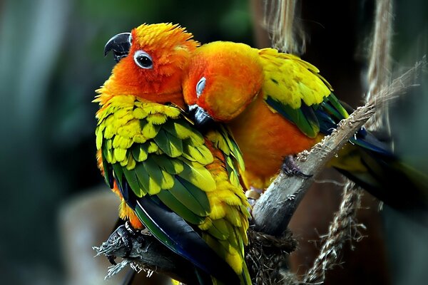 Pareja enamorada de loros Agapornis