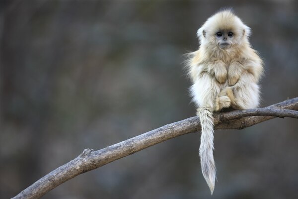 In China, a snub-nosed monkey puts birds on a tree