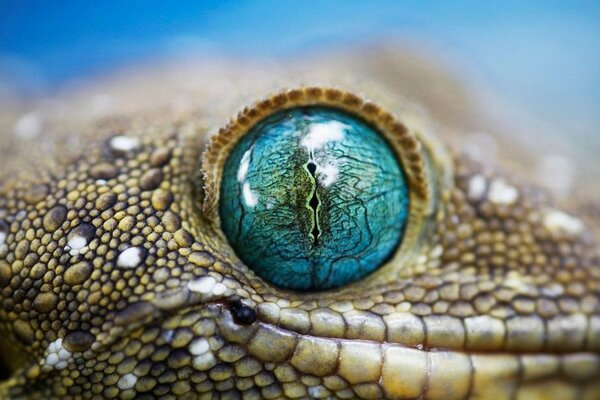 Macro foto fascinante ojos de serpiente