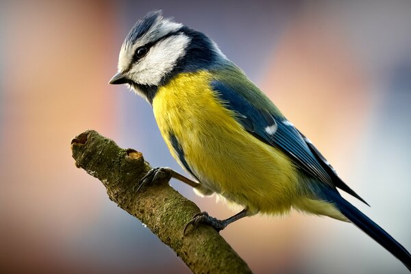 Photo d une mésange assise sur une branche