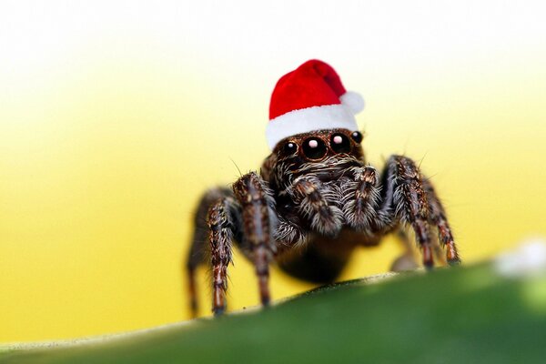 Huge spider-Santa Claus