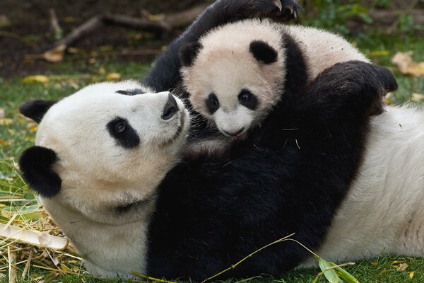 Panda mom hugs her cub on the grass