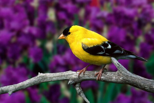 The American goldfinch is as beautiful as a flower