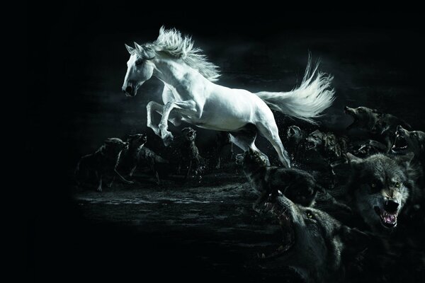 Weißes Pferd im Halbdunkel mit Wölfen
