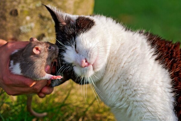 El amor de la rata y el gato para siempre