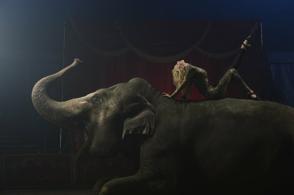 Gymnast on an elephant performs exercises