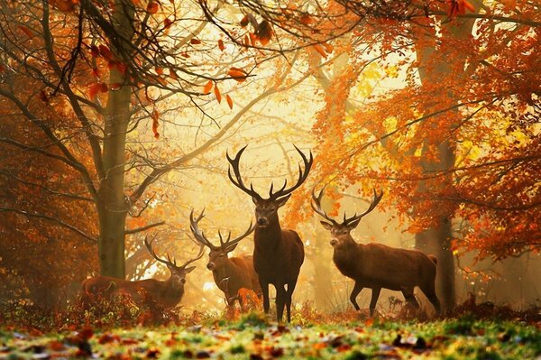 Deer with big horns walk through the yellow foliage