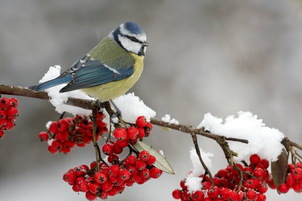 Tit en una rama de ceniza de montaña en la nieve