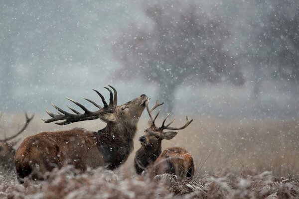 A couple of deer look at the snow