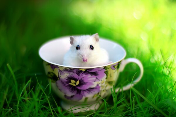 A white mouse is sitting in a cup