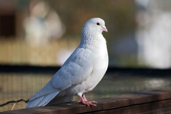 Pigeon blanc sur la clôture