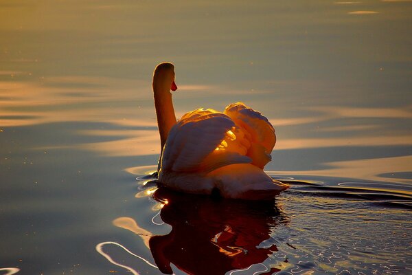 Cigno bianco nello stagno