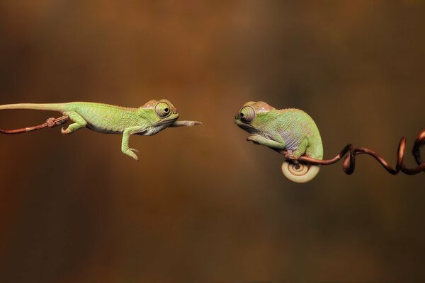 Caméléons sur une branche. Reptiles verts