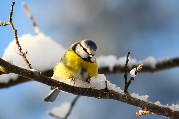 Tit assis sur la glace