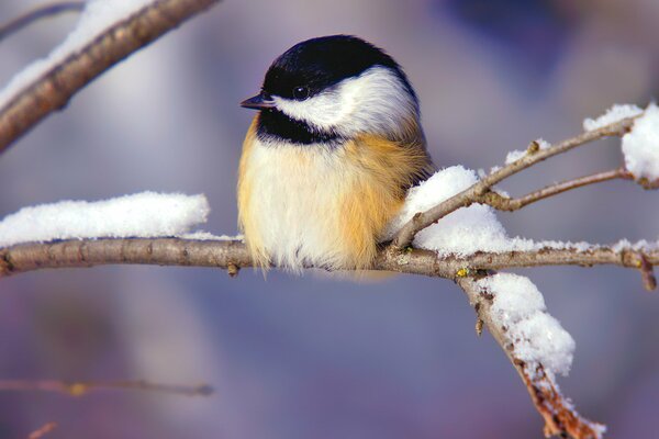 A bluebird bird on a snow - covered branch