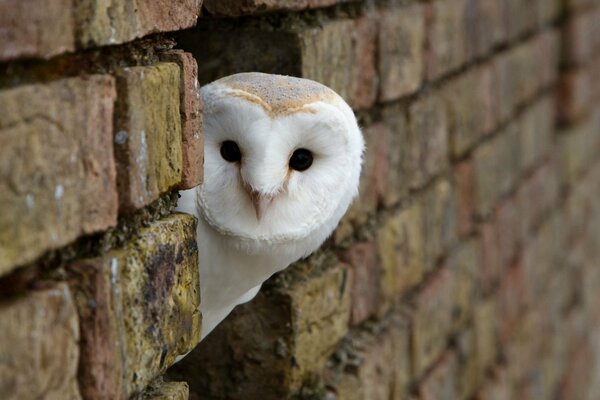 Un búho blanco se asoma desde una pared de ladrillo