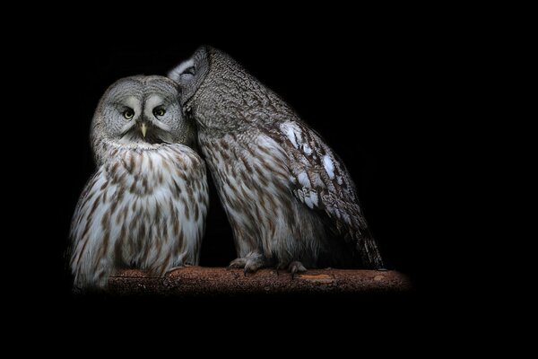 Two owls on a black background take care of each other