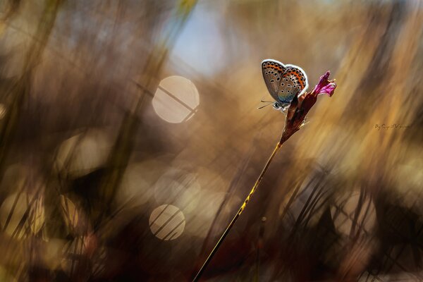 Butterfly on a bud in highlights and shadows