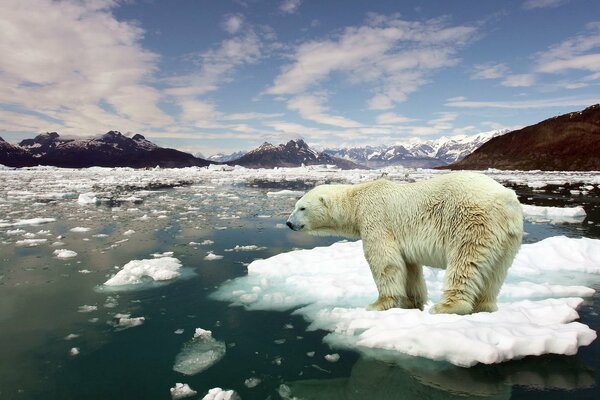 Orso polare su un lastrone di ghiaccio nell oceano