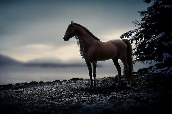 Caballo elegante en el fondo del lago