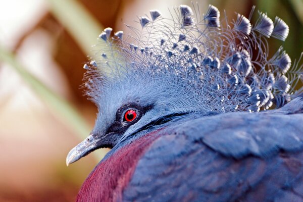 Bellissimo uccello favoloso che guarda