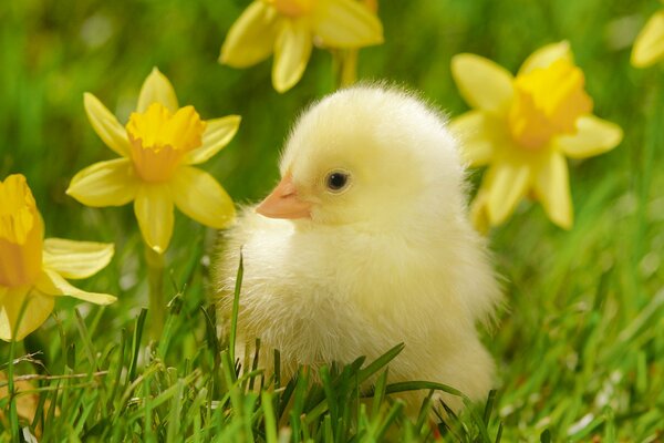 Pollo pequeño, hierba narciso