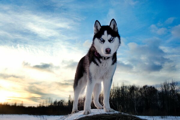 Schwarzer Husky auf Himmelshintergrund