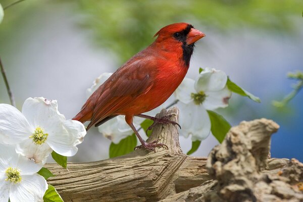 Oiseau avec des fleurs de pommier de printemps