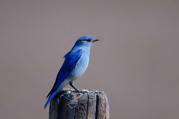 Oiseau bleu grive mauve