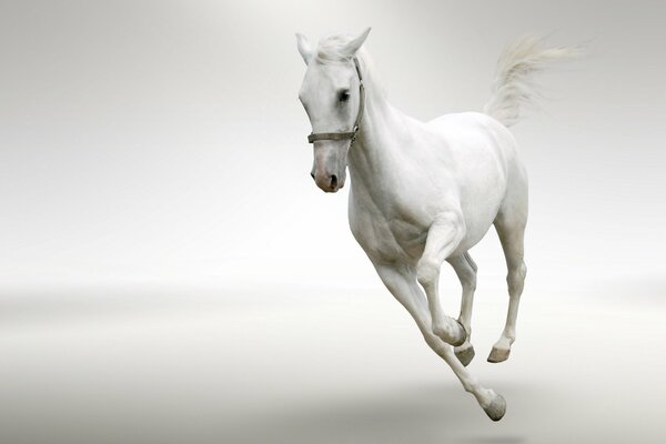 A white horse gallops on a white background
