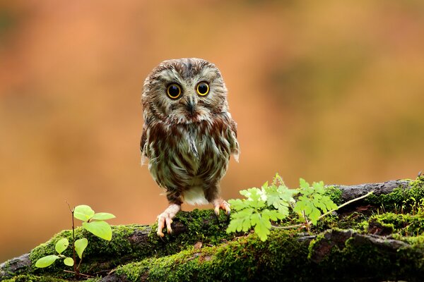 A small owl on a moss-covered tree