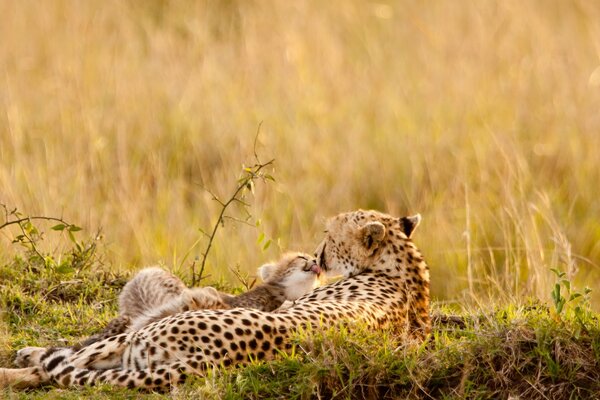 Leopard auf dem Rasen unter der Sommersonne