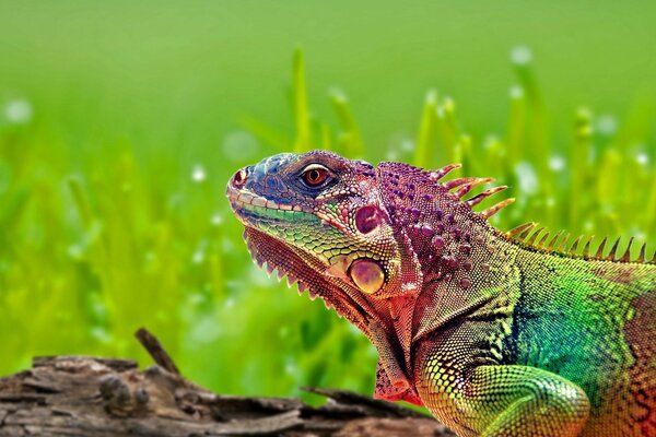 A multicolored lizard is sitting on a log