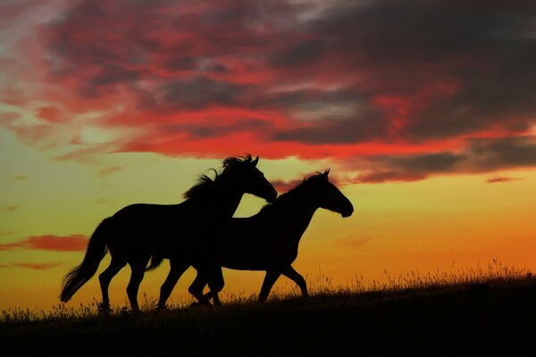 Silueta: caballos en el fondo de la puesta de sol