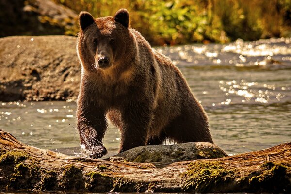 Un oso orgulloso emerge de un río de montaña