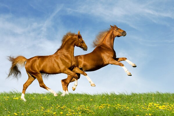 A pair of red horses galloping across the field