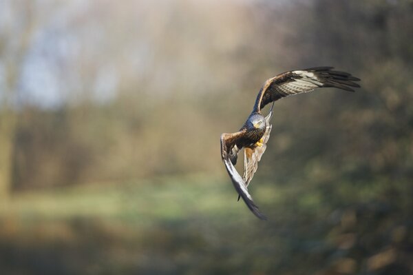 The hawk is a free proud bird