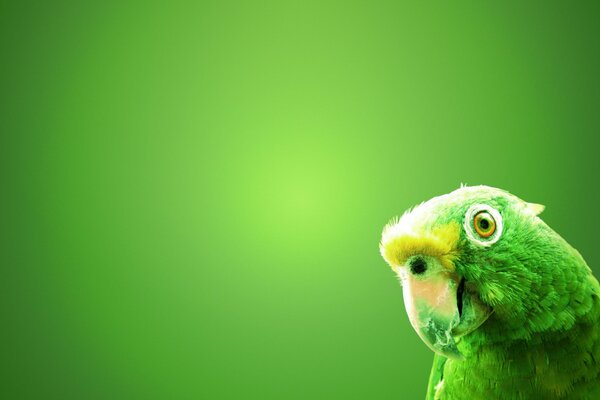 Zielona papuga makro wyraźne zdjęcie