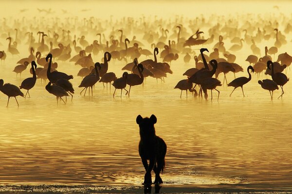 Flamingos have little water, but a lot of hyenas