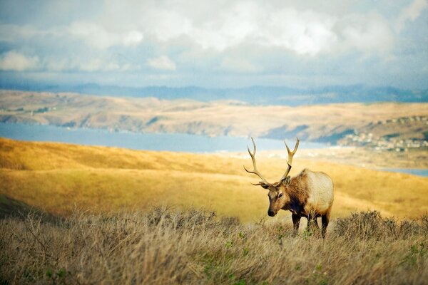 Horned deer in the vast expanses