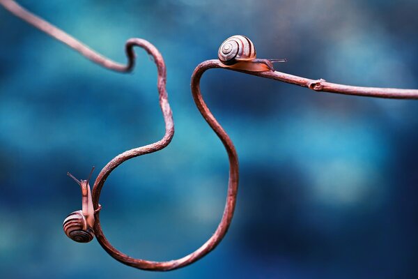 Two snails on a twisted branch